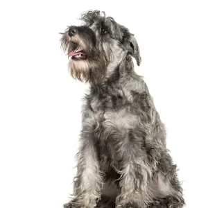 Miniature Schnauzer sitting in front of white background