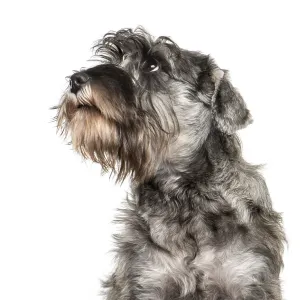 Miniature Schnauzer in front of white background