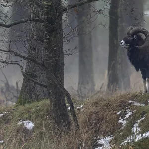A few minutes ago, this mouflon ram (Ovis gmelini) was still a member of a small group A few minutes ago, this mouflon ram (Ovis gmelini) was still a member of a small group