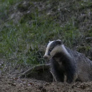 After a few minutes, the young badger (Meles meles) leaves the cave entrance
