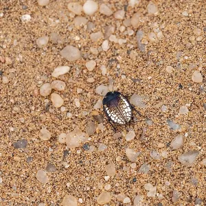 Mist drinker beetle, Tenebrionidae