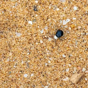Mist drinker beetle, Tenebrionidae