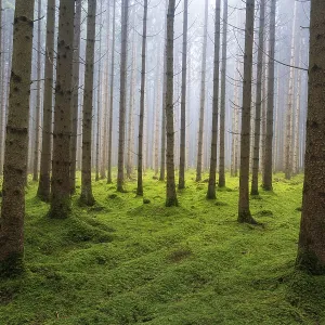 Mist in the morning in forest of conifer trees near Ulm Mist in the morning in forest of conifer trees near Ulm