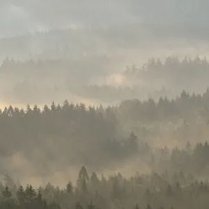 Mist rising from the forest, in the morning