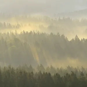 Mist rising from the forest, in the morning Mist rising from the forest, in the morning