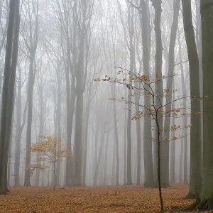 Misty autumn beech forest, ground covered by fallen leaves Misty autumn beech forest, ground covered by fallen leaves