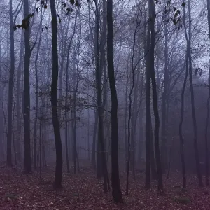Misty forest in autumn colors, gloomy and mystical atmosphere with bare trees