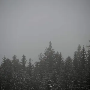 Misty forest with dark tree tops creates a gloomy atmosphere