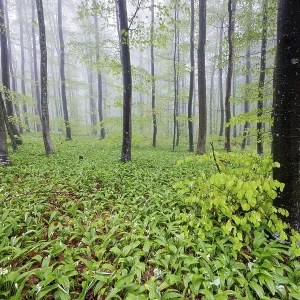 A misty forest with densely grown wild garlic (Allium ursinum) and tall trees creating a calm and peaceful atmosphere A misty forest with densely grown wild garlic (Allium ursinum) and tall trees creating a calm and peaceful atmosphere