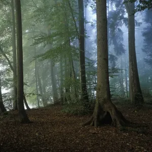 Misty forest Germany