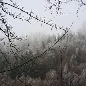 Misty forest on a hill, mystical winter landscape