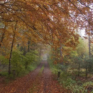 A misty forest path, lined with autumnal trees and colourful foliage A misty forest path, lined with autumnal trees and colourful foliage