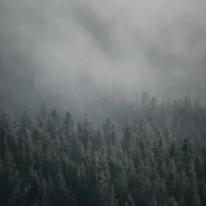Misty forest with pine trees creating a moody and atmospheric scenery Misty forest with pine trees creating a moody and atmospheric scenery