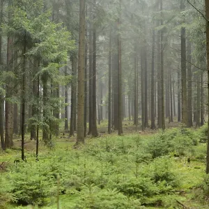 Misty forest with tall pine trees