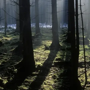 Misty spruce forest Germany Misty spruce forest Germany
