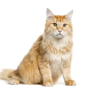 Mixed-breed cat sitting in front of white background