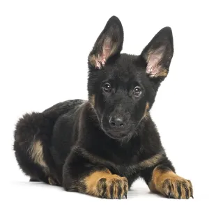 Mixed breed dog, 4 months old, lying in front of white background