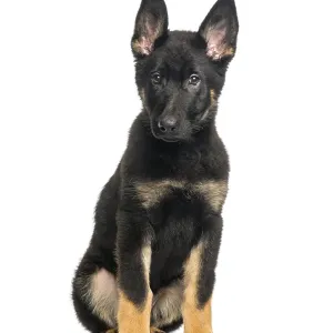 Mixed breed dog, 4 months old, sitting in front of white background