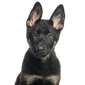 Mixed breed dog, 4 months old, in front of white background
