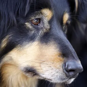 Mixed breed dog Mixed breed dog