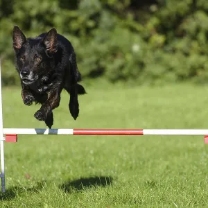 Mixed breed dog, agility, jumps over hurdle