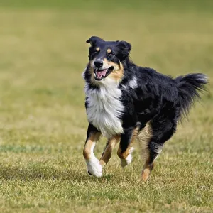Mixed breed dog between Border Collie and Australian Shepherd jumps across meadow