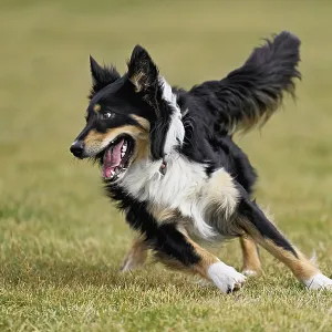 Mixed breed dog between Border Collie and Australian Shepherd jumps across meadow