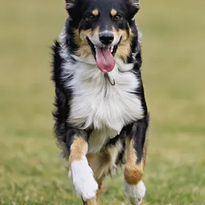 Mixed breed dog between Border Collie and Australian Shepherd jumps across meadow Mixed breed dog between Border Collie and Australian Shepherd jumps across meadow