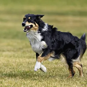 Mixed breed dog between Border Collie and Australian Shepherd jumps across meadow Mixed breed dog between Border Collie and Australian Shepherd jumps across meadow