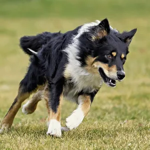 Mixed breed dog between Border Collie and Australian Shepherd jumps across meadow Mixed breed dog between Border Collie and Australian Shepherd jumps across meadow
