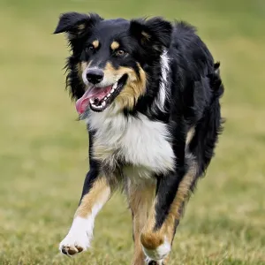 Mixed breed dog between Border Collie and Australian Shepherd jumps across meadow Mixed breed dog between Border Collie and Australian Shepherd jumps across meadow