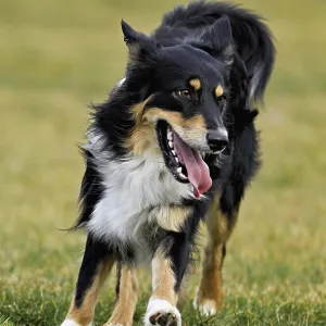 Mixed breed dog between Border Collie and Australian Shepherd jumps across meadow