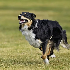 Mixed breed dog between Border Collie and Australian Shepherd jumps across meadow Mixed breed dog between Border Collie and Australian Shepherd jumps across meadow