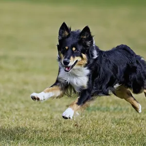Mixed breed dog between Border Collie and Australian Shepherd jumps across meadow Mixed breed dog between Border Collie and Australian Shepherd jumps across meadow