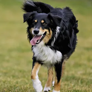 Mixed breed dog between Border Collie and Australian Shepherd jumps across meadow Mixed breed dog between Border Collie and Australian Shepherd jumps across meadow