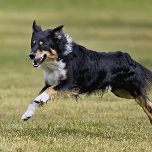 Mixed breed dog between Border Collie and Australian Shepherd jumps across meadow Mixed breed dog between Border Collie and Australian Shepherd jumps across meadow