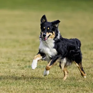 Mixed breed dog between Border Collie and Australian Shepherd jumps across meadow Mixed breed dog between Border Collie and Australian Shepherd jumps across meadow