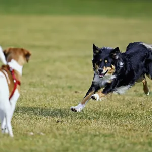 Mixed breed dog between Border Collie and Australian Shepherd plays with Beagle Mixed breed dog between Border Collie and Australian Shepherd plays with Beagle