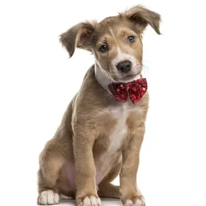 Mixed breed dog with a bow tie, isolated on white Mixed breed dog with a bow tie, isolated on white
