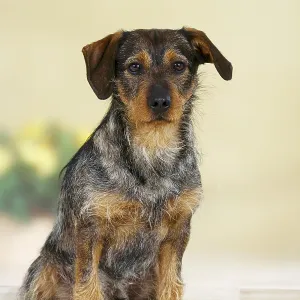 Mixed breed dog, exempt