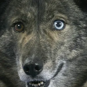 Mixed breed dog, odd-eyed Mixed breed dog, odd-eyed