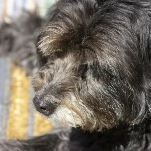 Mixed breed dog, portrait