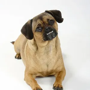 Mixed breed dog (pug-dachshund cross)