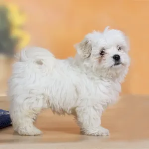 Mixed breed dog, puppy, 10 weeks