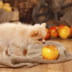 Mixed Breed Dog, puppy, 12 weeks (Pomchi) (Chiranian) (Spitz cross)