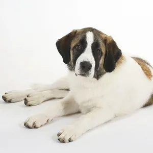 Mixed Breed Dog, 5 Months Old Print