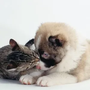Mixed Breed Dog puppy and kitten Mixed Breed Dog puppy and kitten