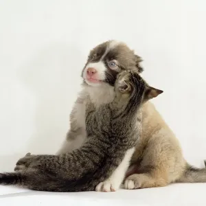 Mixed breed dog, puppy and kitten