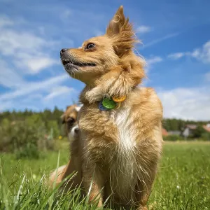 Mixed-breed dog sits in a meadow and looks out of it Mixed-breed dog sits in a meadow and looks out of it
