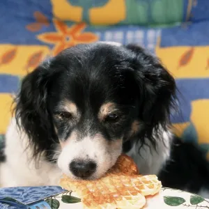 Mixed breed dog steals waffle from plate, steal